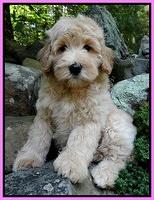 Emmie Gus pups 8 wks old 019
