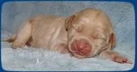 Emmie Gus pups 1 wk old 071