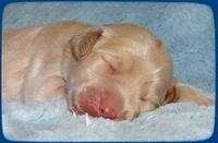 Emmie Gus pups 1 wk old 074