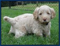 Emmie Gus pups 5 wks old 111