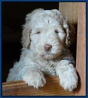 Emmie Gus pups 6 wks old 81