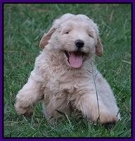 Emmie Gus pups 7 wks old 111