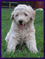 Emmie Gus pups 7 wks old 141