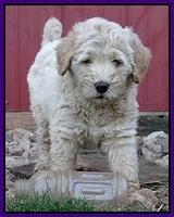 Emmie Gus pups 7 wks old 161