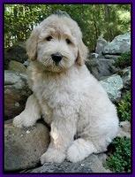 Emmie Gus pups 8 wks old 1 002