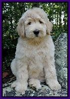 Emmie Gus pups 8 wks old 1 010