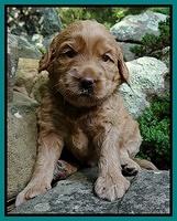 Emmie Gus pups 3 wks old 064