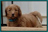 Emmie Gus pups 5 wks old 281
