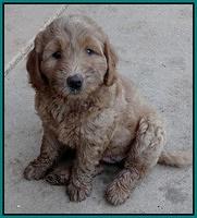 Emmie Gus pups 7 wks old 331