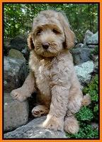 Emmie Gus 8 wks old 2 003