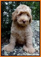 Emmie Gus 8 wks old 2 008