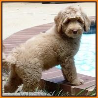 Emmie Gus 8 wks old 2 009