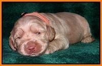 Emmie Gus pups 2 wks old 056