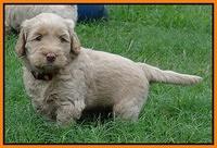 Emmie Gus pups 5 wks old 361