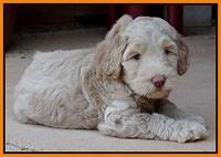 Emmie Gus pups 6 wks old 301