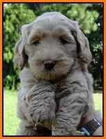 Emmie Gus pups 6 wks old 311