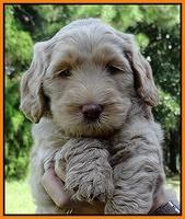 Emmie Gus pups 6 wks old 321