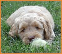 Emmie Gus pups 6 wks old 361