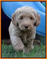 Emmie Gus pups 7 wks old 341