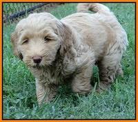 Emmie Gus pups 7 wks old 361