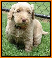 Emmie and Gus pups 5 wks old 11 007