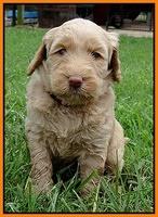 Emmie and Gus pups 5 wks old 11 009