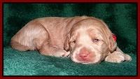 Emmie Gus pups 2 wks old 082