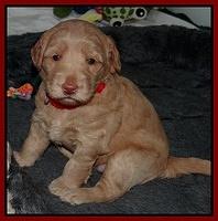Emmie Gus pups 3 wks old 006