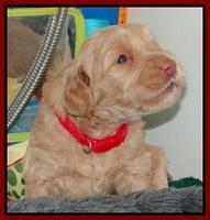 Emmie Gus pups 3 wks old 017