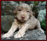 Emmie Gus pups 3 wks old 056