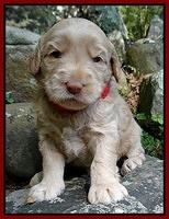 Emmie Gus pups 3 wks old 060