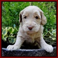 Emmie Gus pups 4 wks old 058