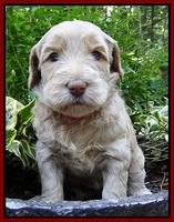 Emmie Gus pups 4 wks old 063