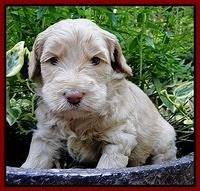 Emmie Gus pups 4 wks old 064