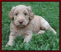 Emmie Gus pups 5 wks old 391
