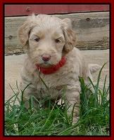 Emmie Gus pups 5 wks old 411