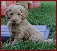 Emmie Gus pups 6 wks old 371