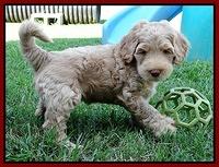 Emmie Gus pups 6 wks old 381