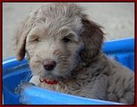Emmie Gus pups 7 wks old 401