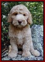 Emmie Gus pups 8 wks old 139