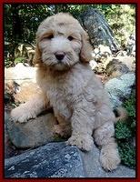 Emmie Gus pups 8 wks old 89