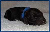 Paris Gus pups 1 day old 010