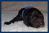 Paris Gus pups 1 day old 012