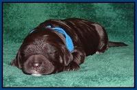Paris Gus pups 1 wk old 012