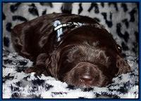Paris Gus pups 2 wks old 016