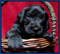 Paris Gus pups 3 wks old 048