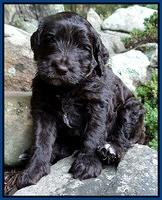 Paris Gus pups 4 wks old 005