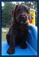 Paris Gus pups 5 wks old 31