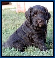 Paris Gus pups 5 wks old 51