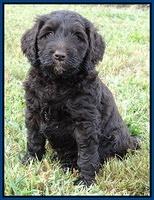 Paris Gus pups 6 wks old 102